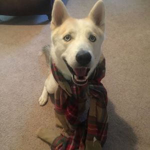 Meet your Posher, Riley